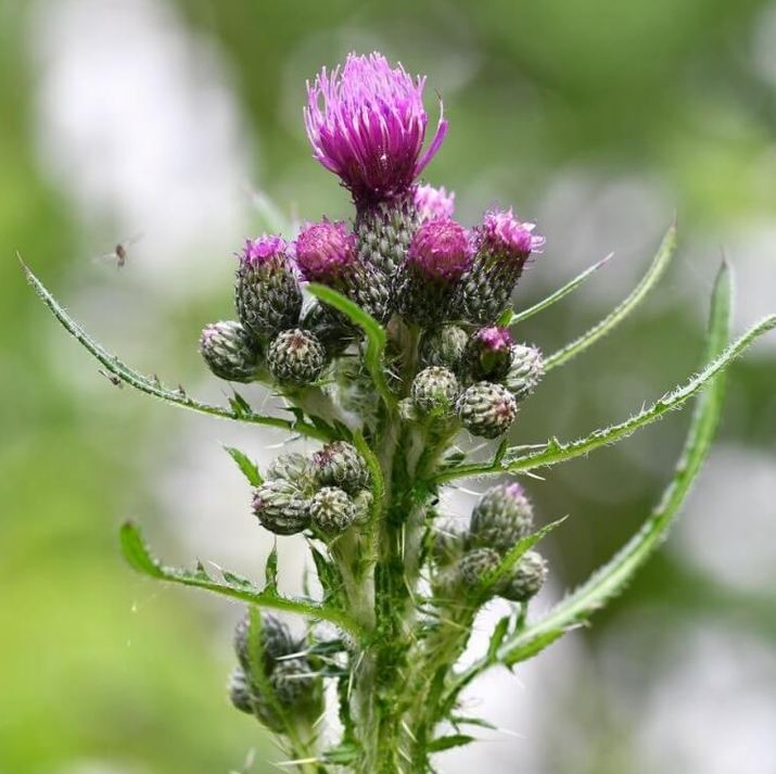 Sumpf-Kratzdistel (Cirsium palustre) - Beliebte Samen für Zeisige und Stieglitz